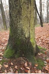 Photo Textures of Tree Bark